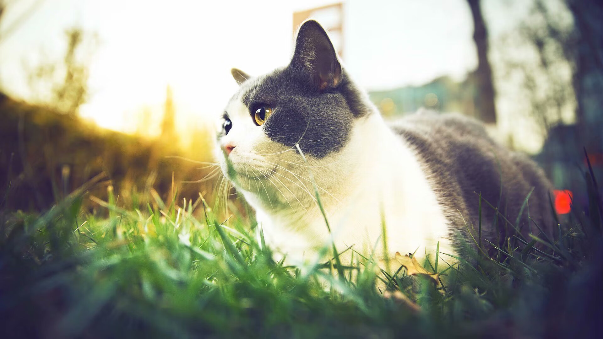 刃光乍破，那不勒斯险胜奥地利，罗德里高光表现定乾坤