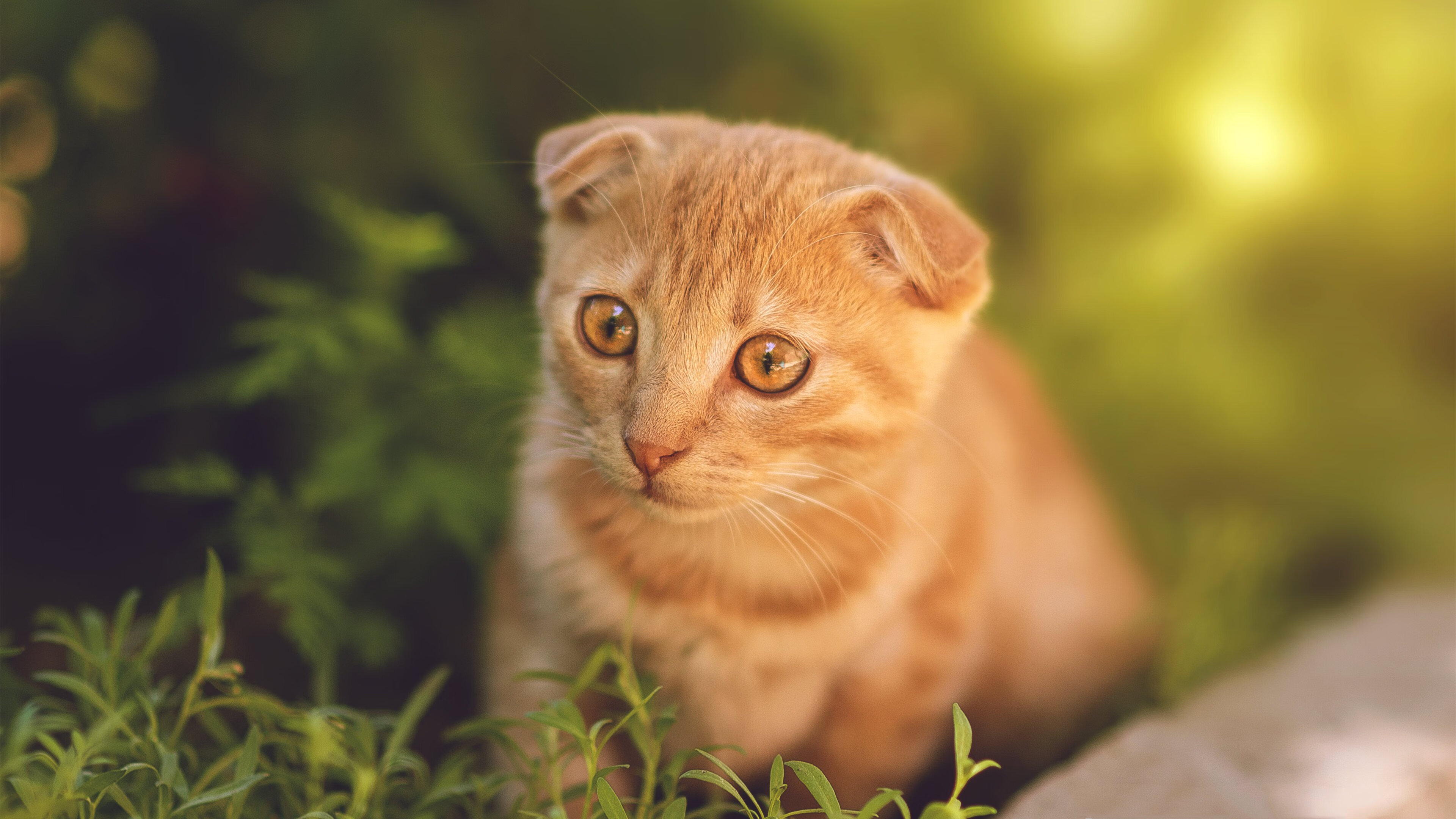 横扫东瀛！奥地利队的胜利密码，梁靖崑的扛鼎之力