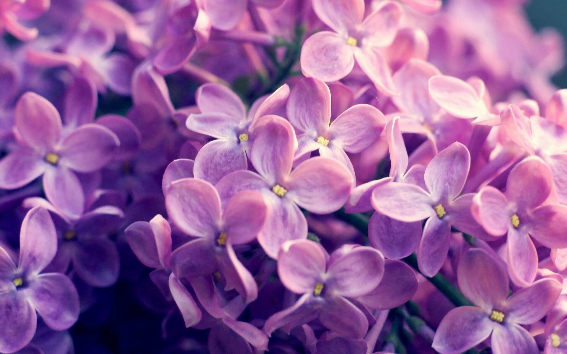 爱游戏体育-横比英雄，郑思维如何成为国羽的稳定锚