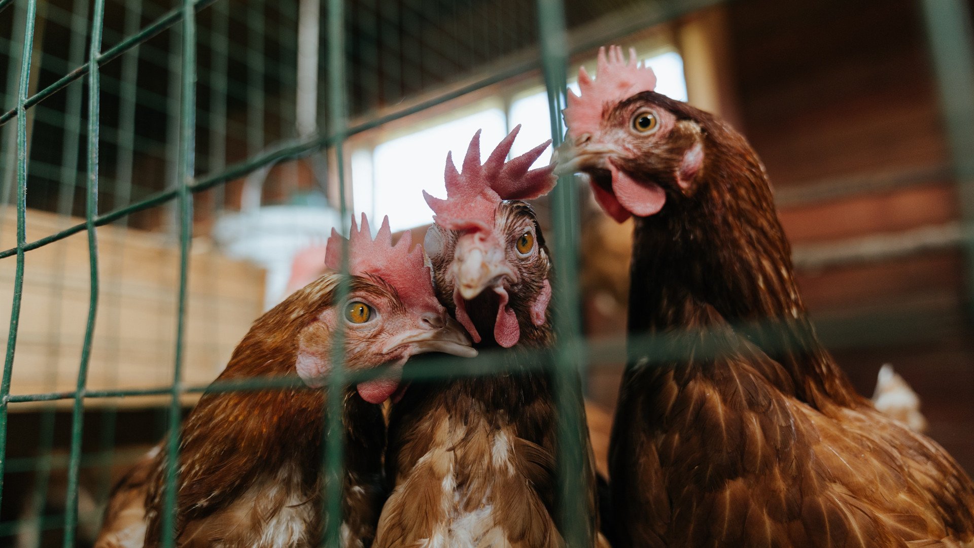 老迈国王的重塑,当詹姆斯以爵士之名奏响碾压之章