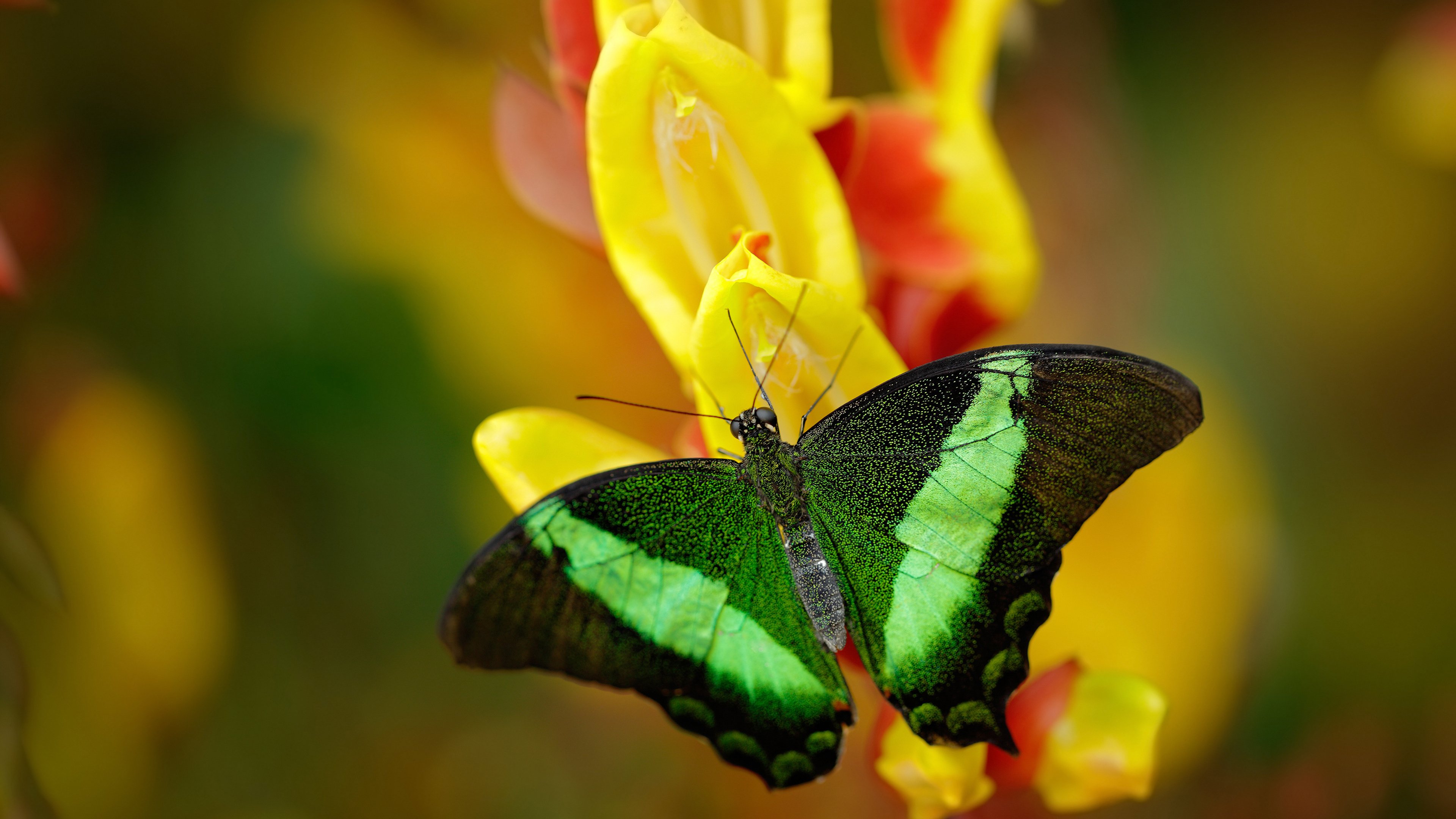 引擎轰鸣，弯道超车，里昂街道赛式强袭锁定欧冠席位