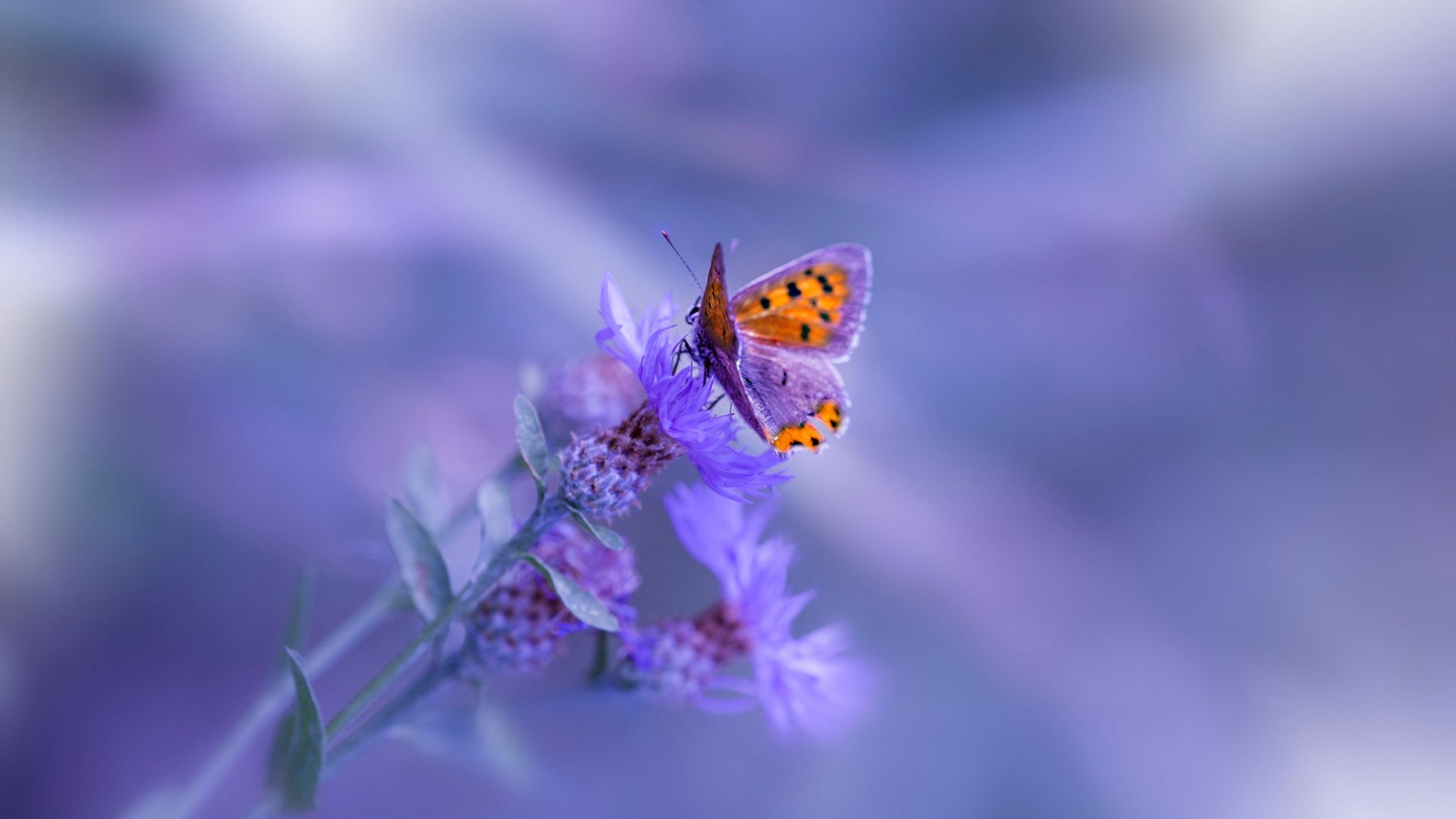 从王子公园的阴影到世界杯的舞台,赖斯与丹麦的复仇之路