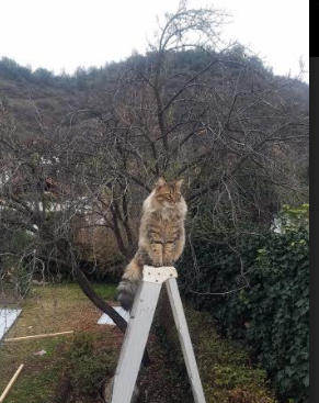 沙漠绿鹰刺穿欧洲红魔，无名英雄布鲁诺的三次致命呼吸