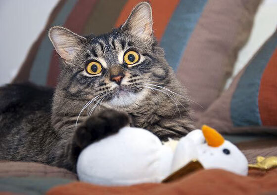 贝恩奥运周期关键战接管比赛，活塞翻盘热火彰显崛起之星