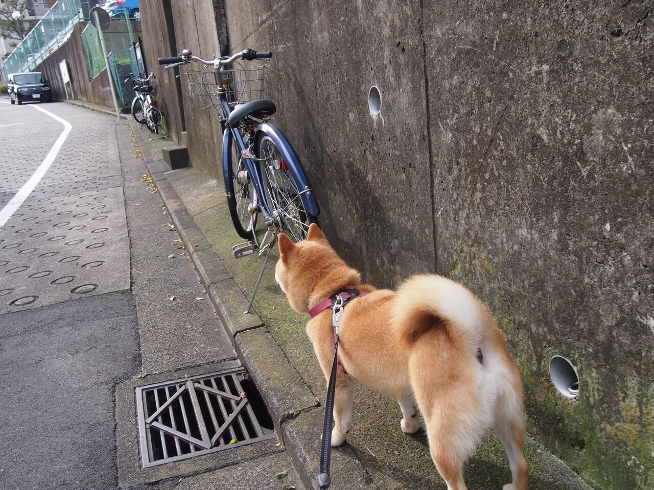 孙兴慜爆发梅开二度闪耀英超，厄瓜多尔友谊赛一波带走皇家社会