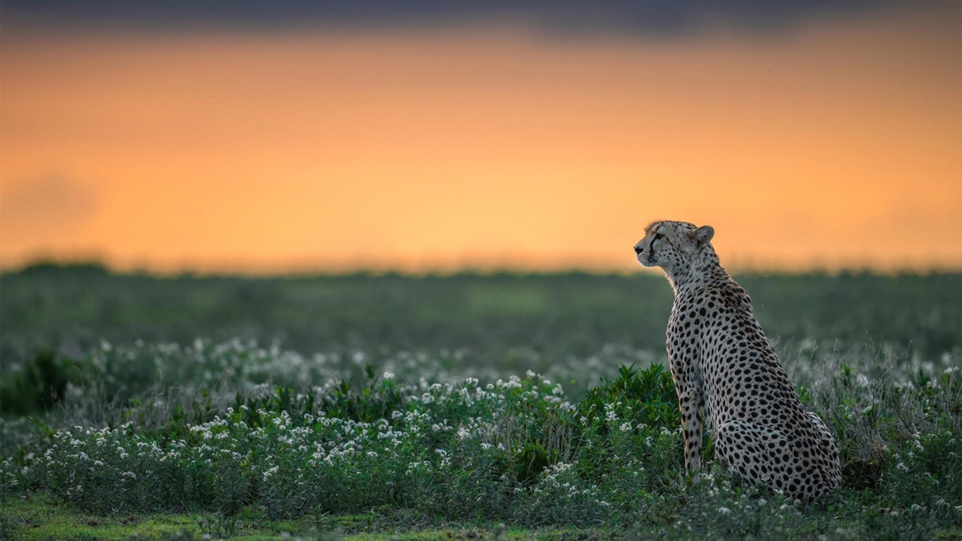 舞台越大，越见巨星本色，从伦纳德定律到雷霆万钧破粤军