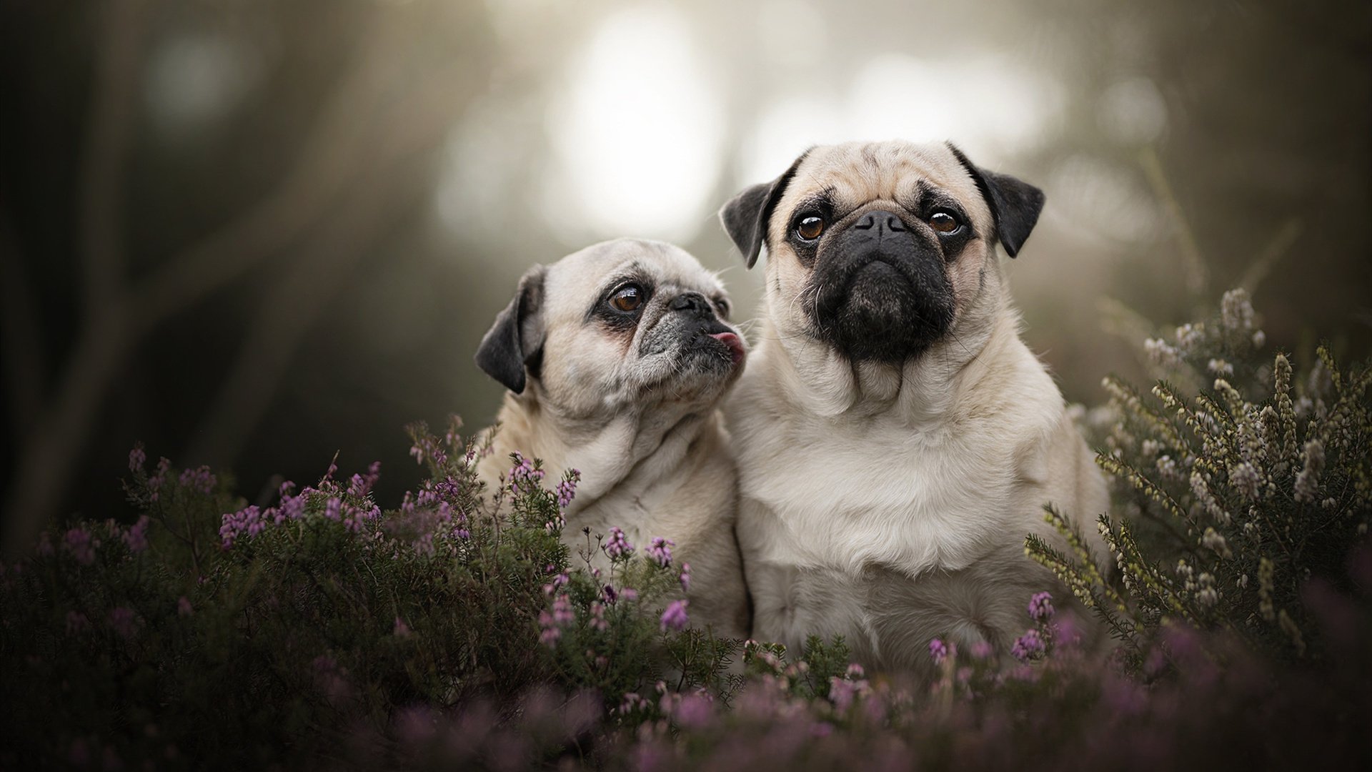 亚洲风暴席卷蔚蓝海岸，沙特提前终结悬念尼斯，久保建英化身终局关键先生