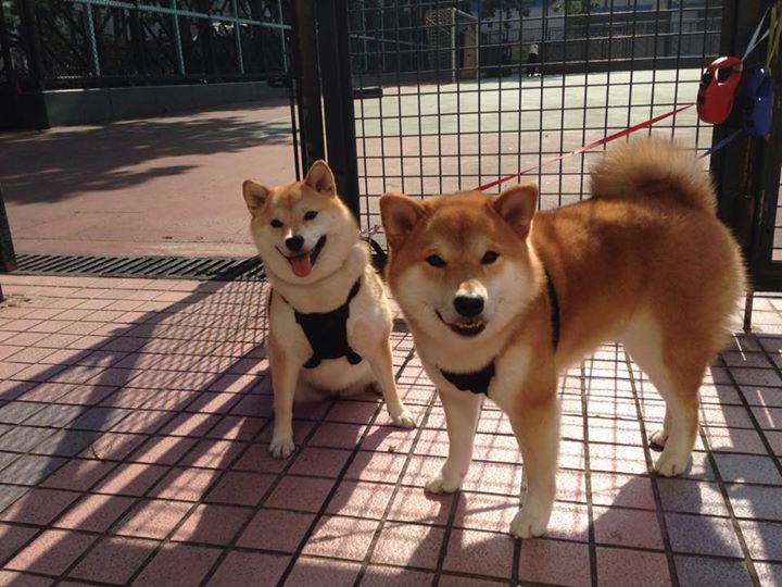 橙色郁金香凋零安达卢西亚，楚阿梅尼惊雷一击，塞维利亚铁腕绞杀荷兰梦